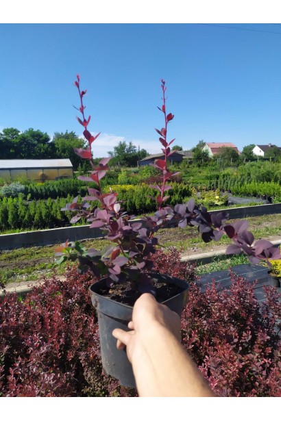 Барбарис оттавский Суперба - 3л/вис.30-40/Ø20-30